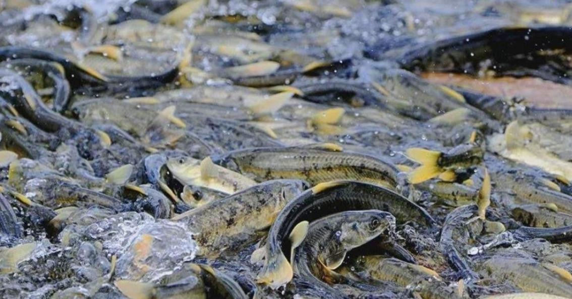 西藏羊卓雍措里的鱼,多达8亿公斤,为何几乎无人敢吃?