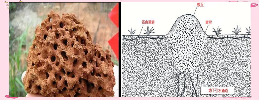 红火蚁蚁巢的独特结构红火蚁的蚁巢外观并不显著,往往隆起地面颇多