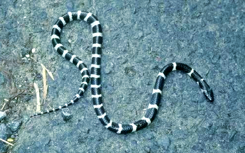 银环蛇与多种白环蛇的区分方法