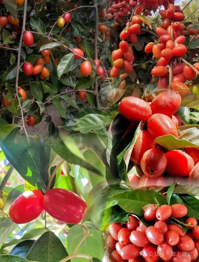 流口水,羊奶果开始熟了!