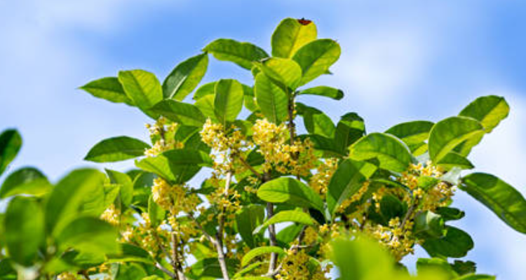 桂花树的介绍