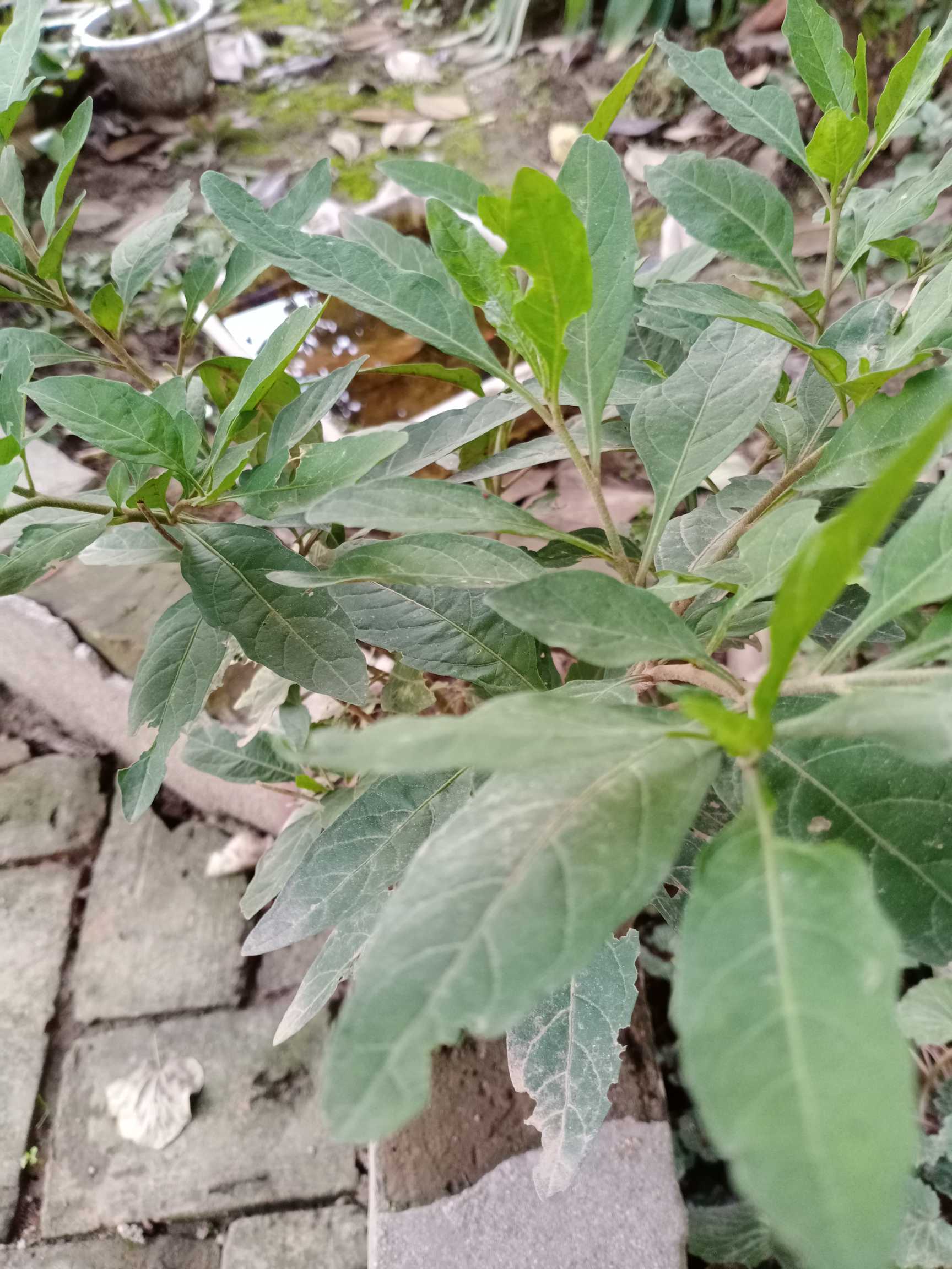 绽放春光,揭秘明月草的种植艺术与护理窍门