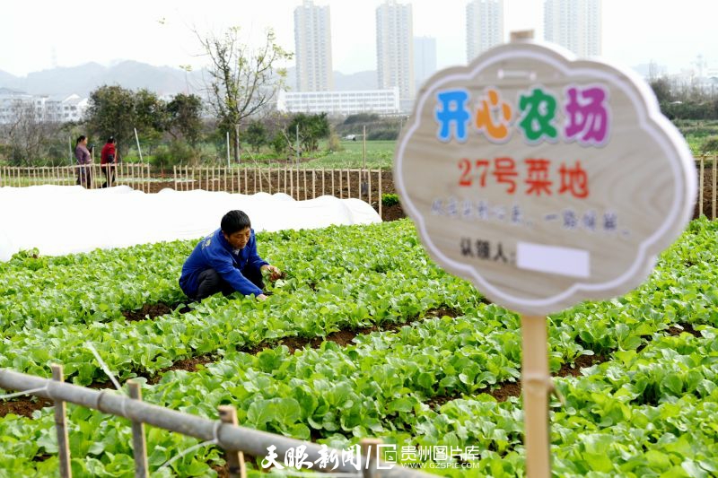 余庆:城郊有片"开心菜园"