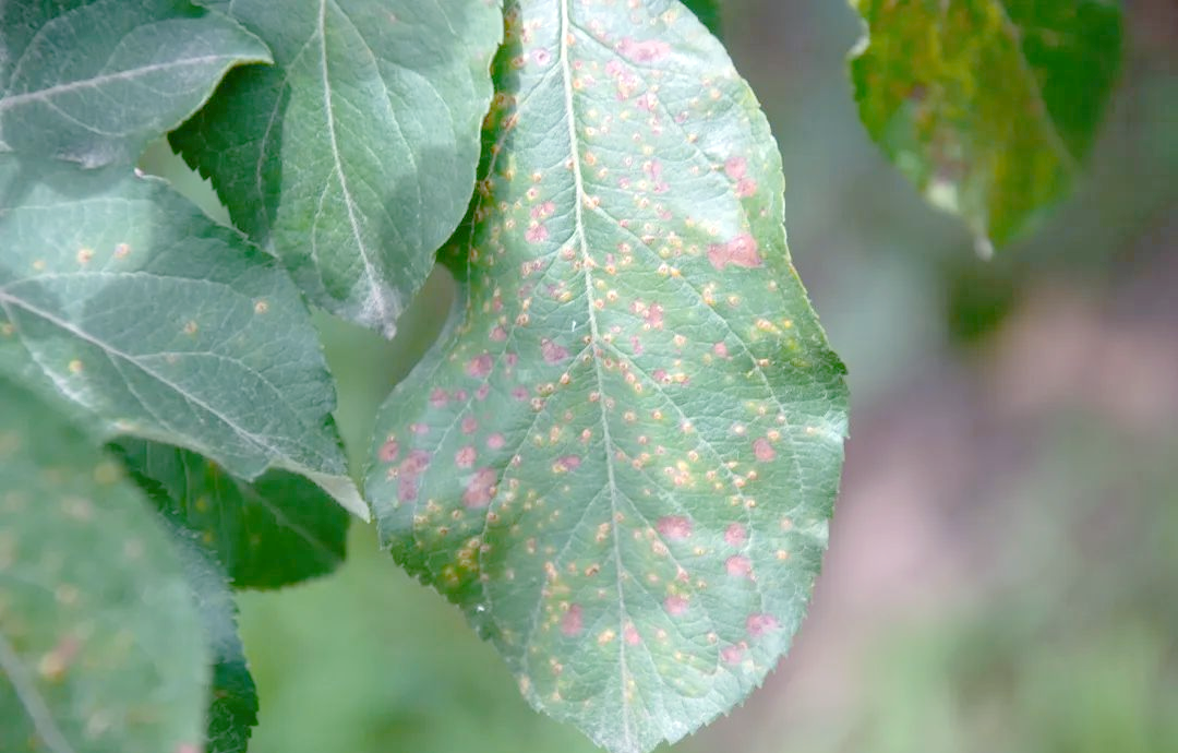 苹果果锈,锈果,锈病区分及防治方法详解