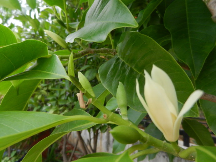 天然香料植物——白兰植物非试管高效快繁