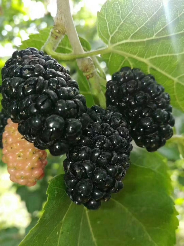 胡岚:又见桑葚熟