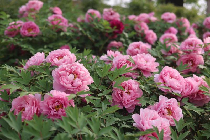 北京世园公园牡丹文化节将持续至5月中旬