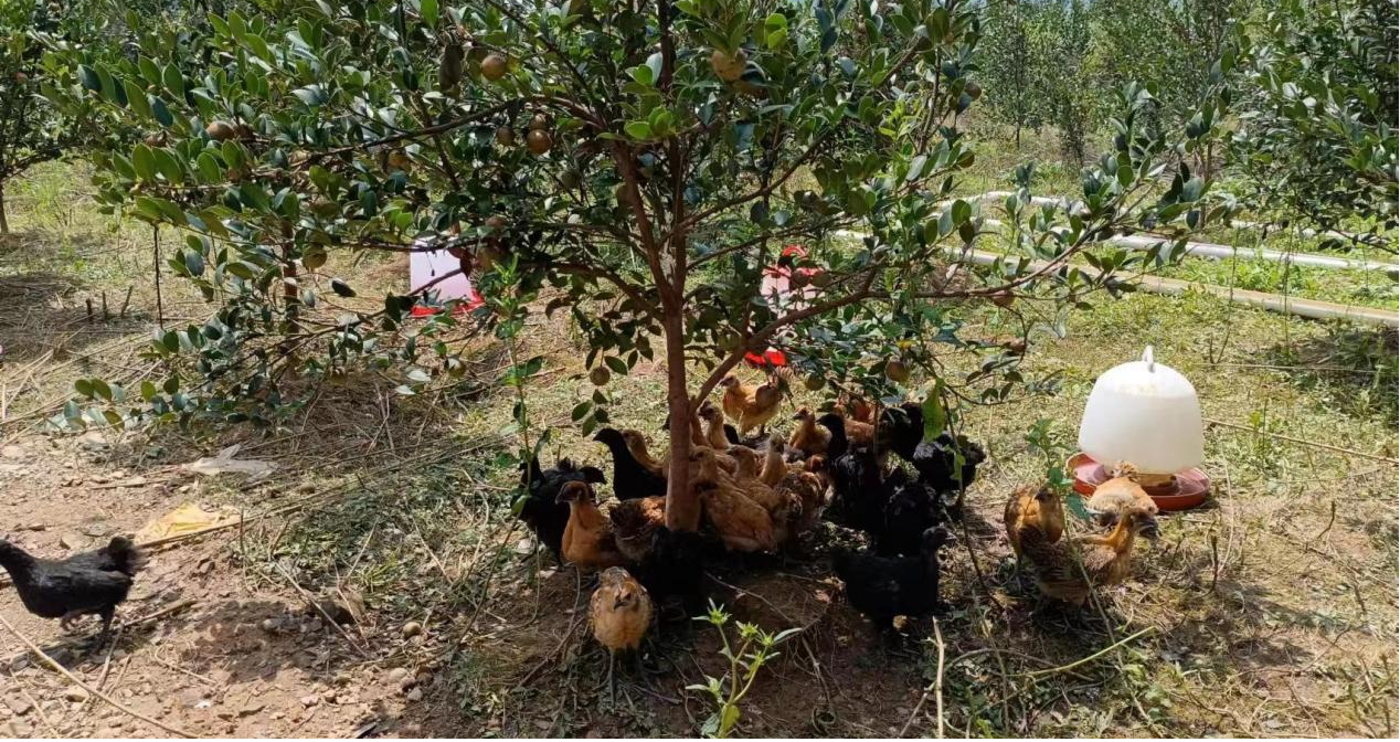 洞口县江口镇:油茶树下话产业 乡村振兴助兴旺