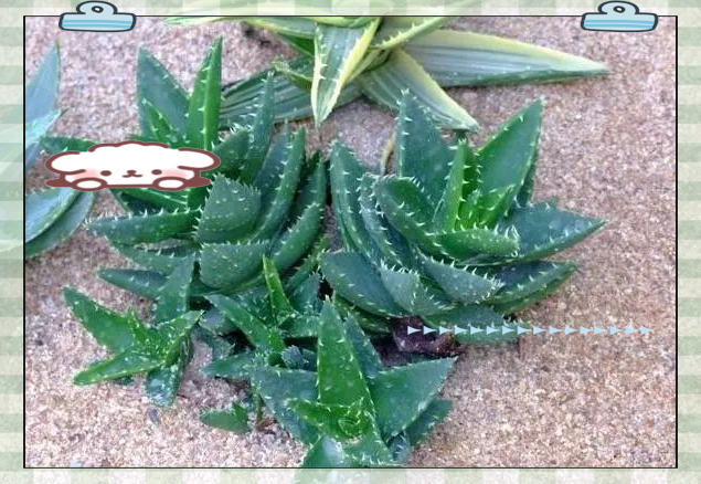 多肉不夜城:芦荟品种中的有毒植物