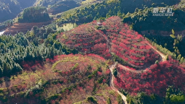 福建寿宁:樱花漫山惹人醉