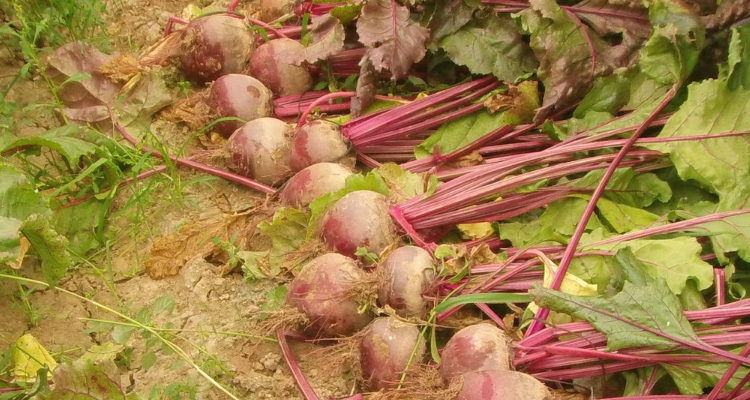 星露谷甜菜什么季节种植