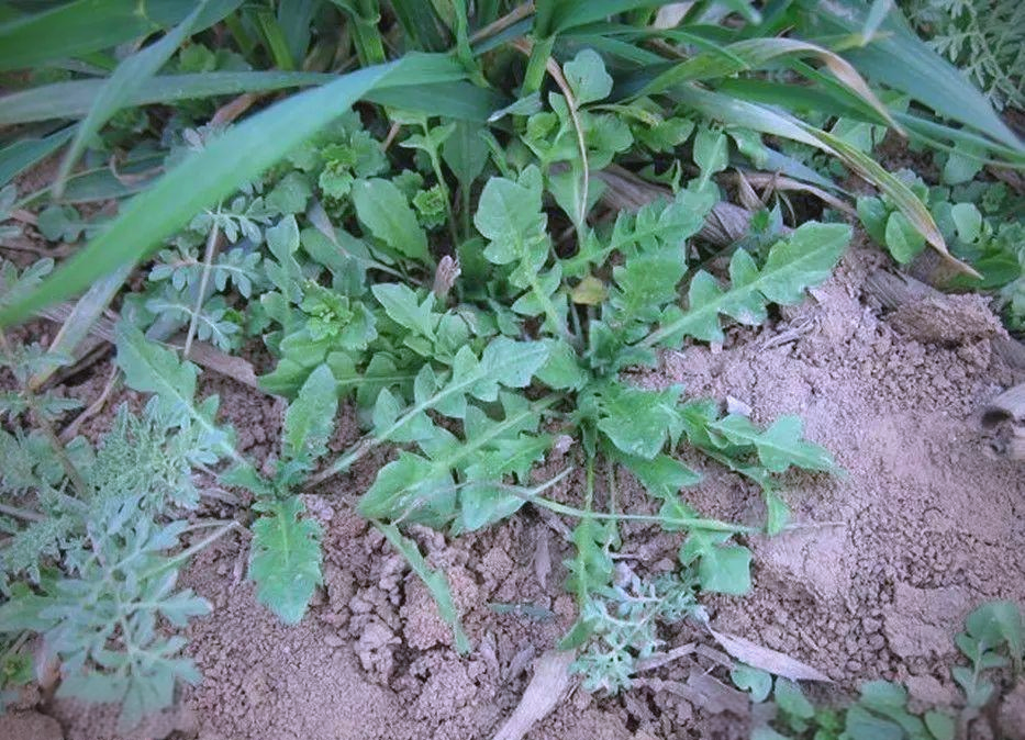 芨芨菜的多样品种与美味世界