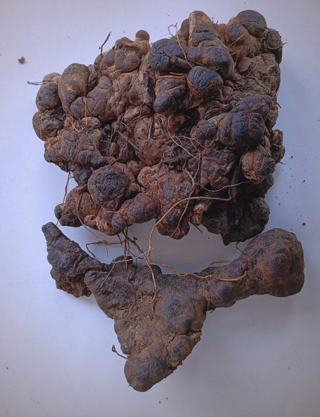 猪苓种植技术要点:实现优质高产的关键