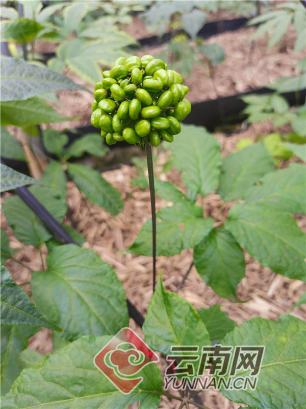 云南金平:"黑人参"产业 托起群众"致富梦"