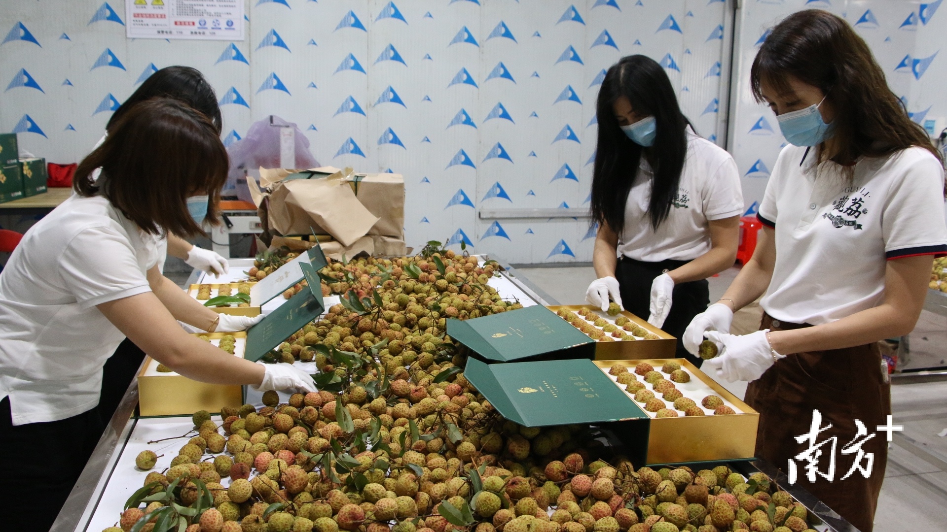 东莞樟木头观音绿荔枝小量上市,全程冷链畅销省内外