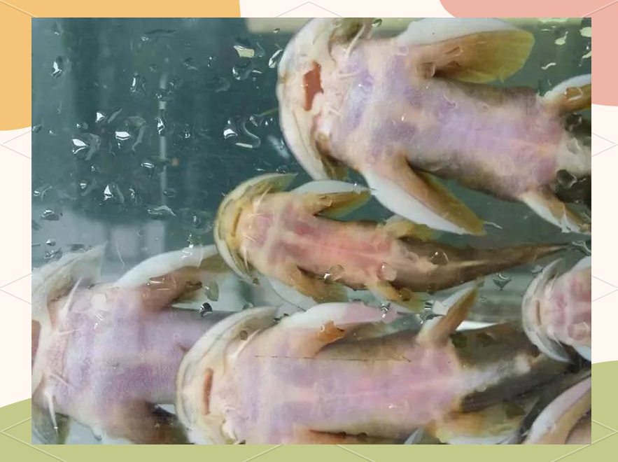 石巴子鱼:水流湍急中的美味稀罕货,人工养殖仍无法实现