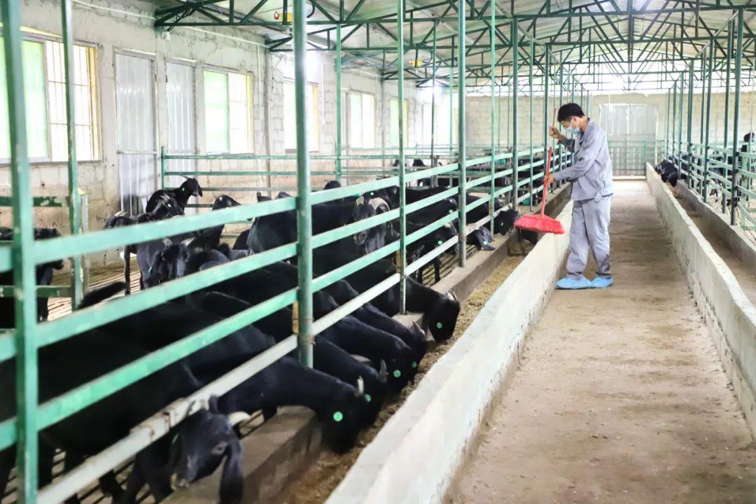南山畜牧网站建设哪个好 baijiahao.baidu.com