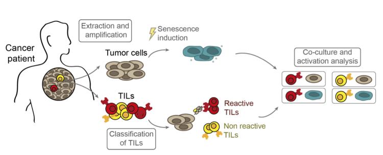 衰老细胞可作为一种癌症疫苗,接种后促进抗肿瘤免疫反应