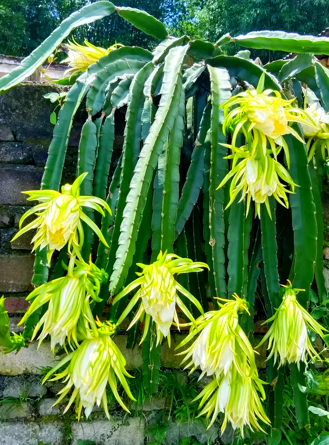 霸王花炖汤,缓解冬日咳嗽与便秘,清新口感告别口臭