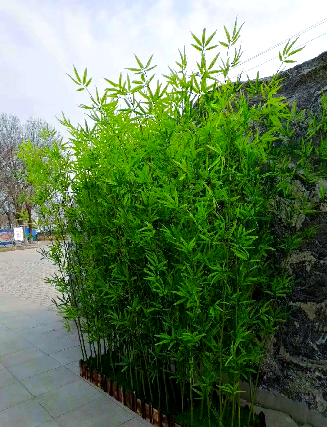 庭院中的竹子:姿态优美,四季常青,寓意吉祥,打造宁静生活空间