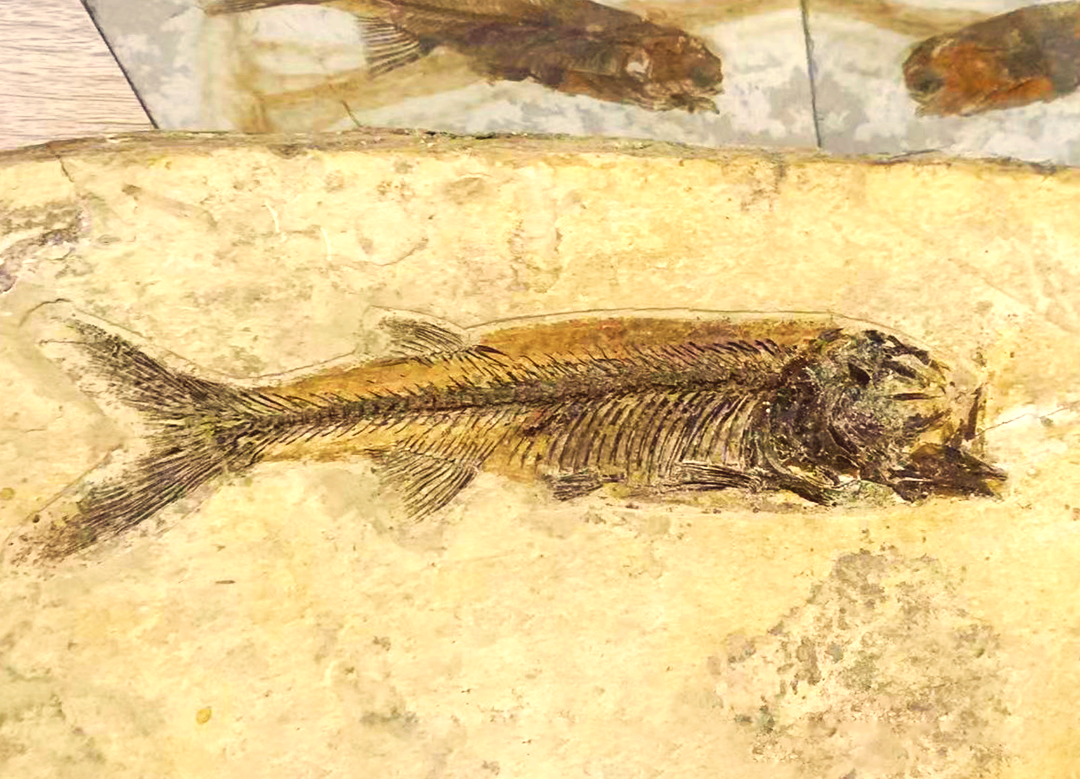 揭秘狼鳍鱼化石:1.4亿年前的神秘生物