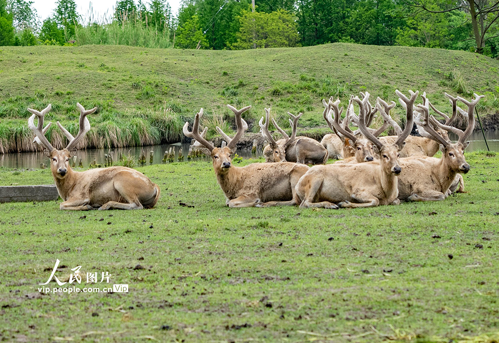 江苏泰州:生态好 麋鹿欢