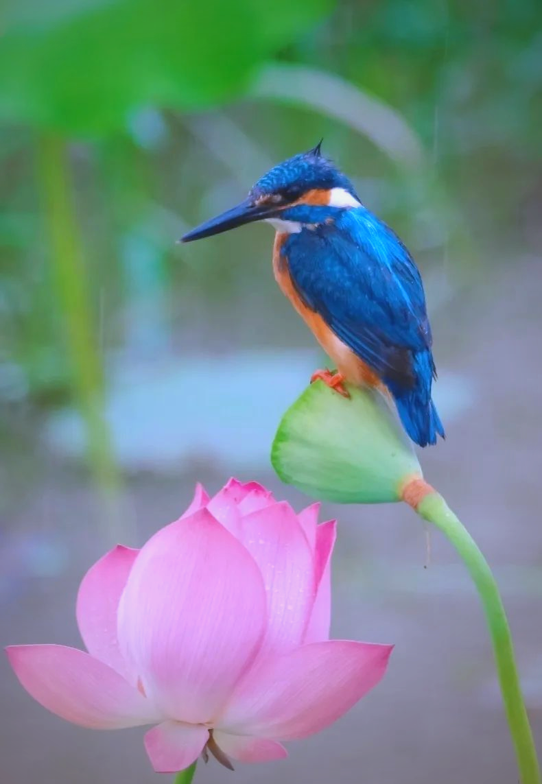 荷花盛开,翠鸟翩翩,美不胜收!