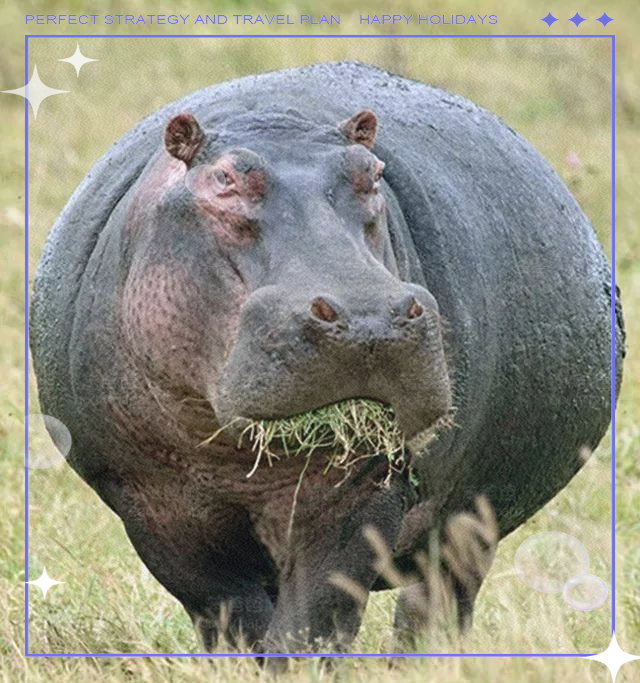 河马:淡水环境中的大型杂食性哺乳动物