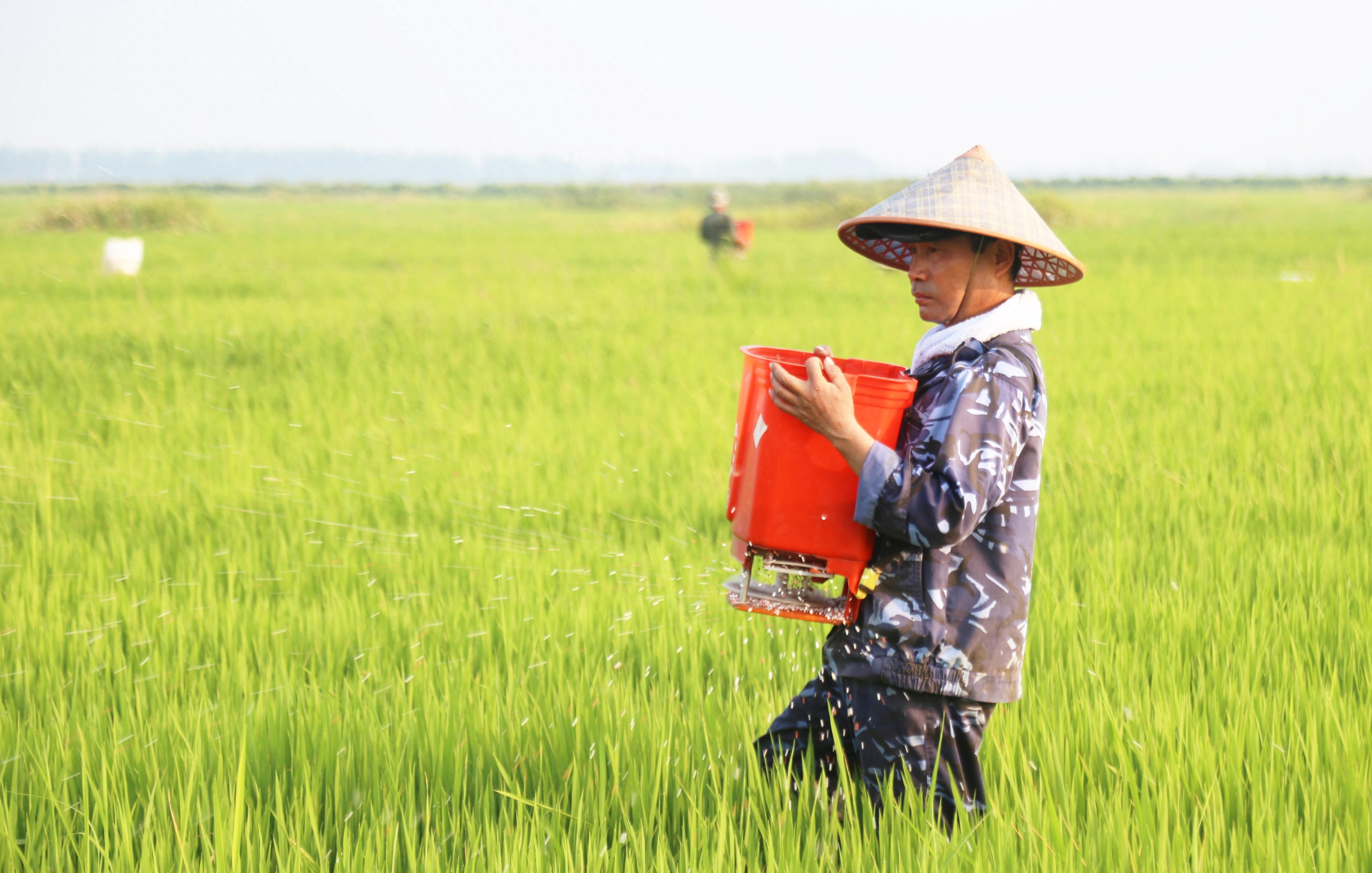 中国水稻研究所育成的籼型常规早稻品种中早39备受农民青睐