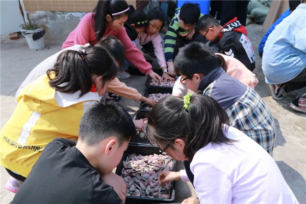 植树节,成都市金泉小学学子学习种多肉