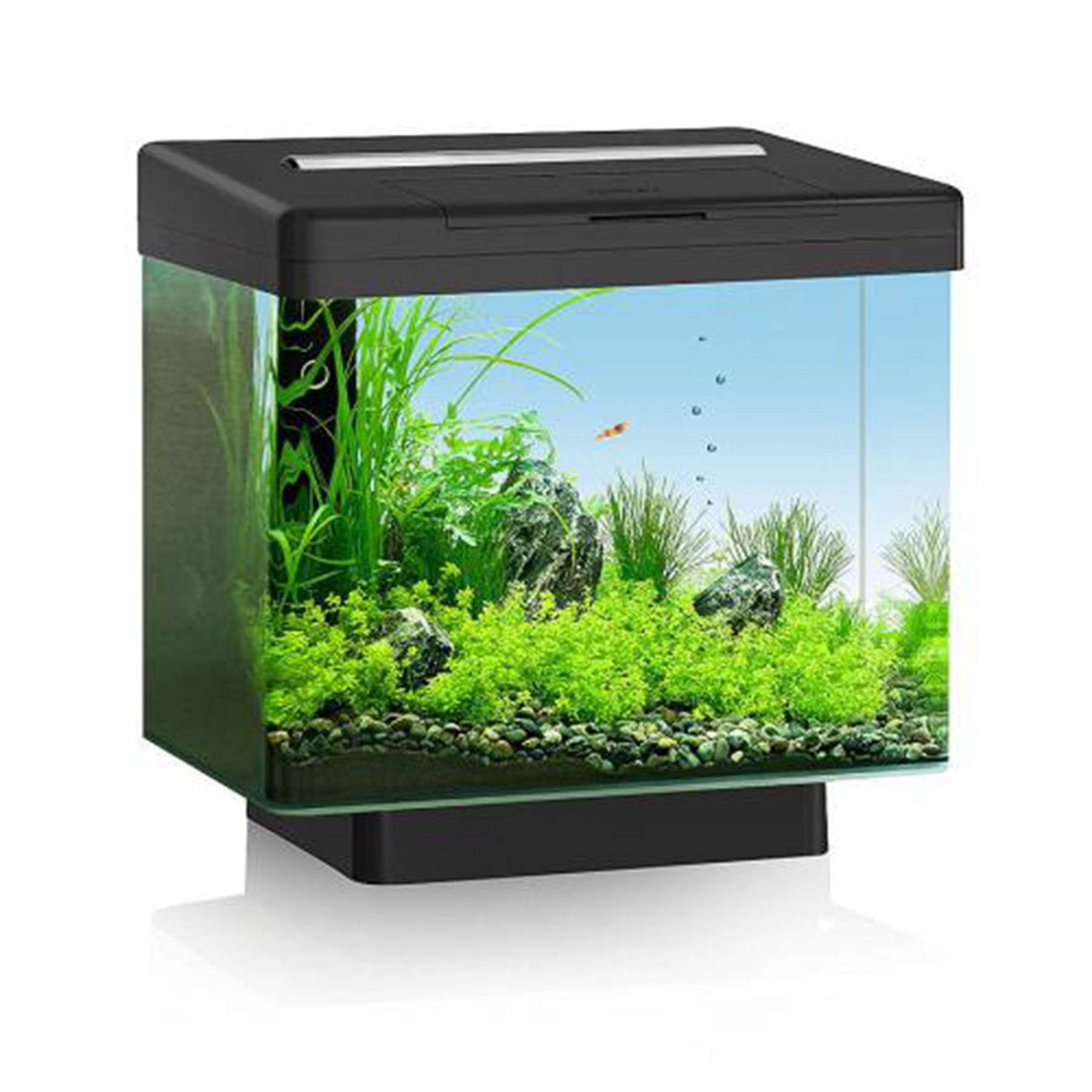 无氧鱼缸怎么养金鱼?金鱼为什么睁眼睡觉?