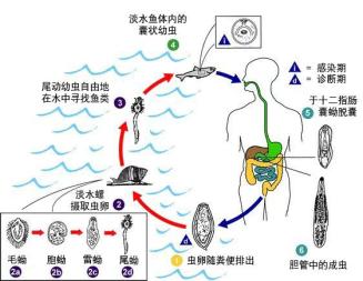 肝片吸虫 结构图图片