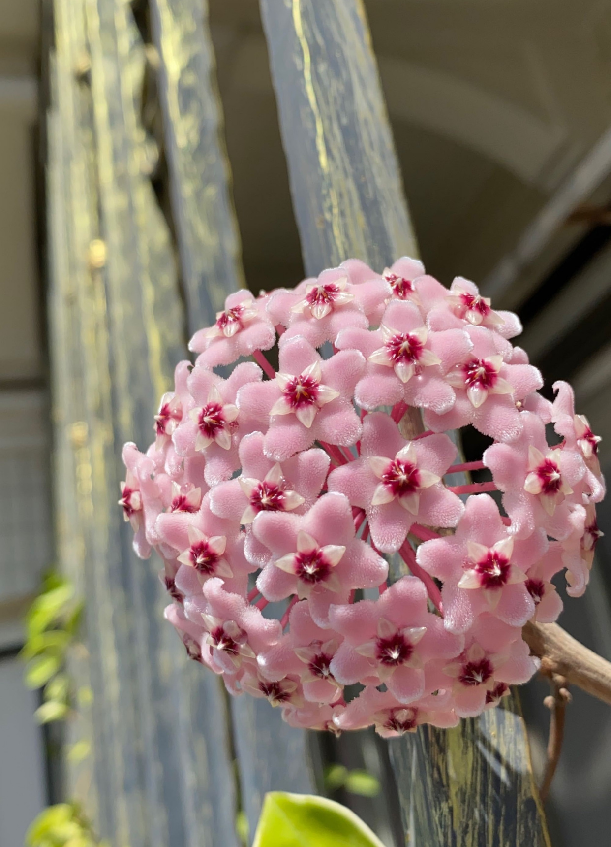 室内养花,养棵"锦红球兰"吧,花叶俱美,香气怡人,开花很勤奋