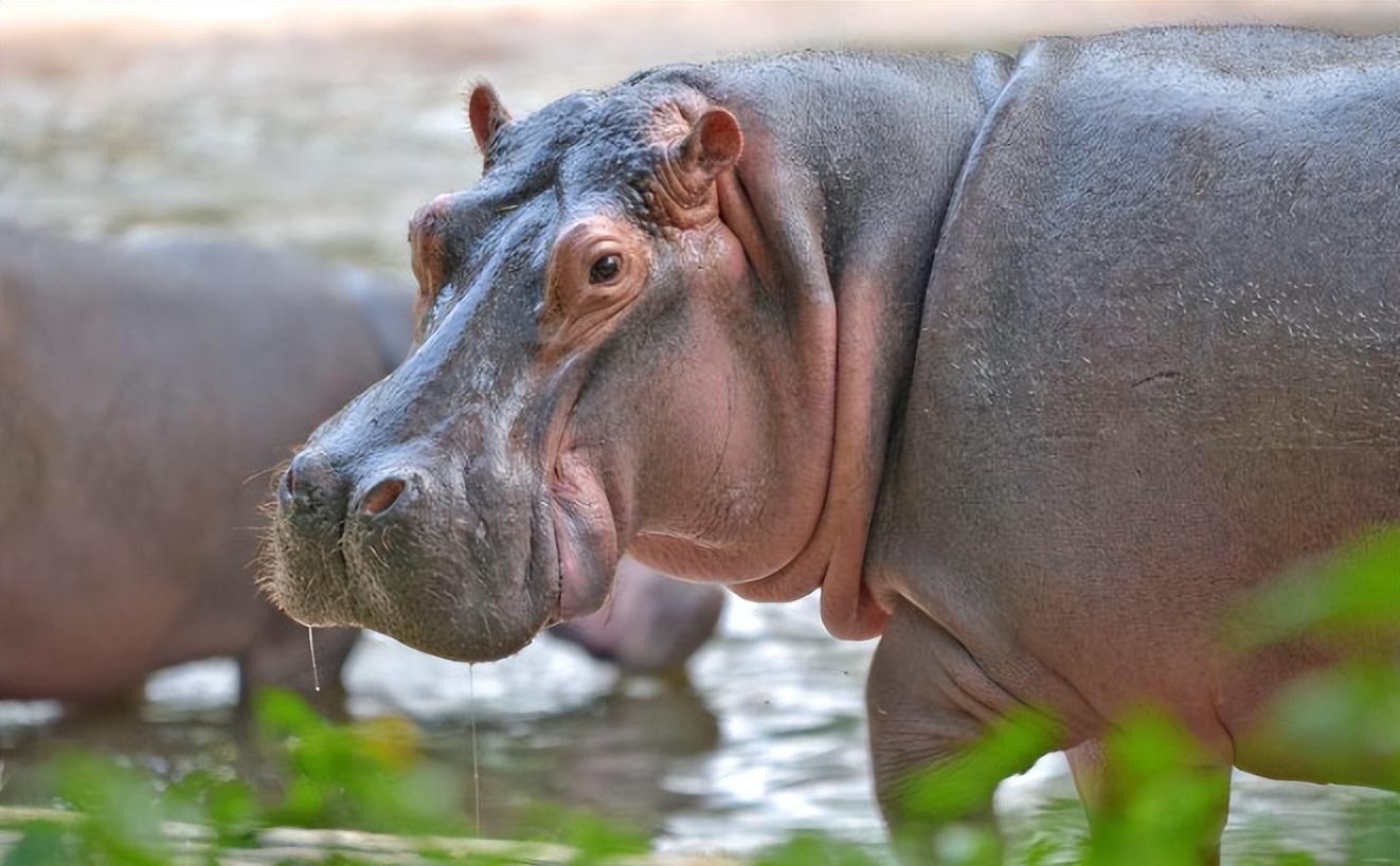 河马拉的屎竟致成千上万条鱼憋死?惊人真相!