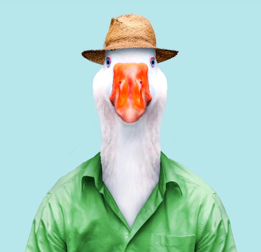 动物肖像走红,这些"衣冠禽兽"有哪些趣味瞬间