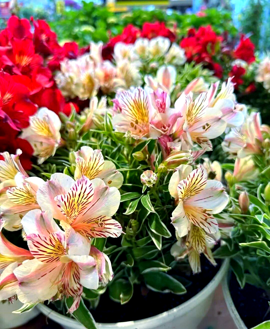 智利百合:美丽花卉的特征与种植指南