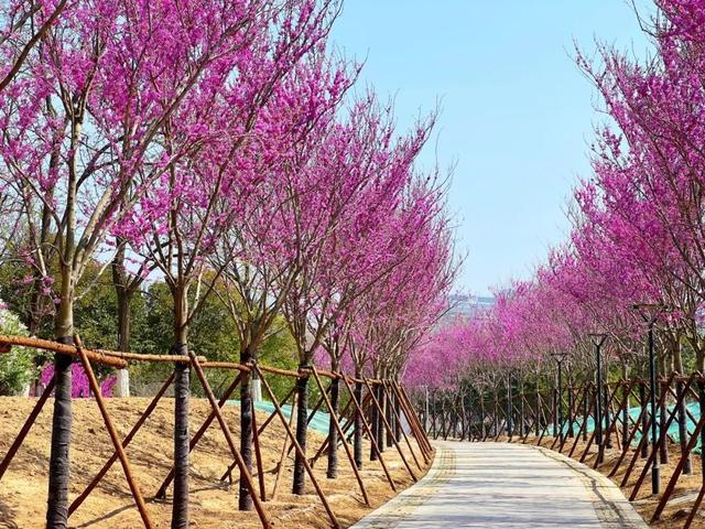 一起看花海!商丘市日月湖景区紫荆树花盛开