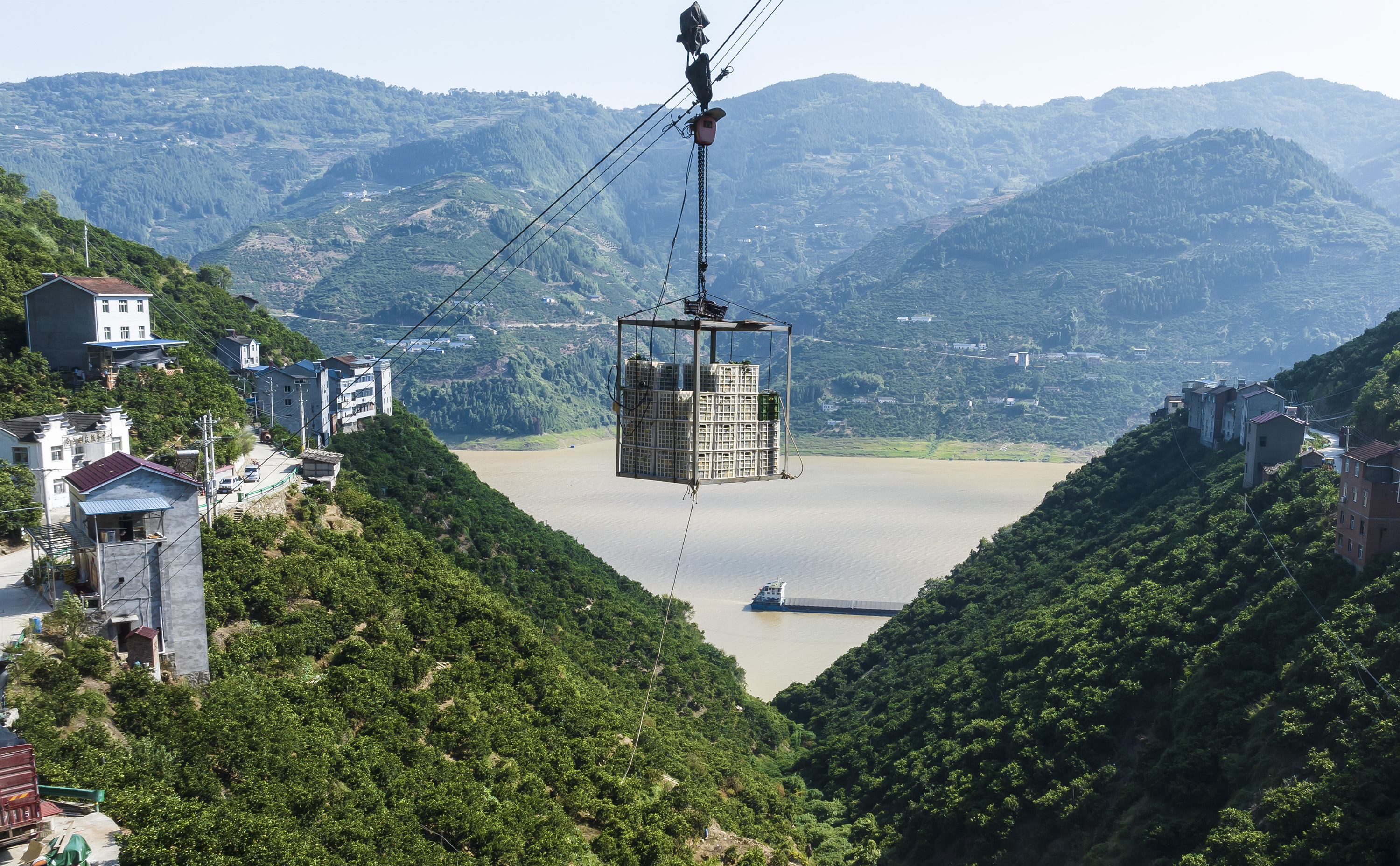 (经济)湖北秭归:柑橘收获转运忙