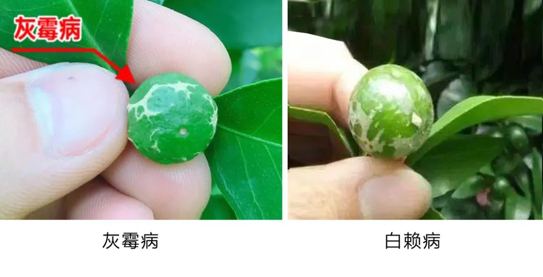 柑橘白粉病和白癞病的区别在哪里图片对比的简单介绍