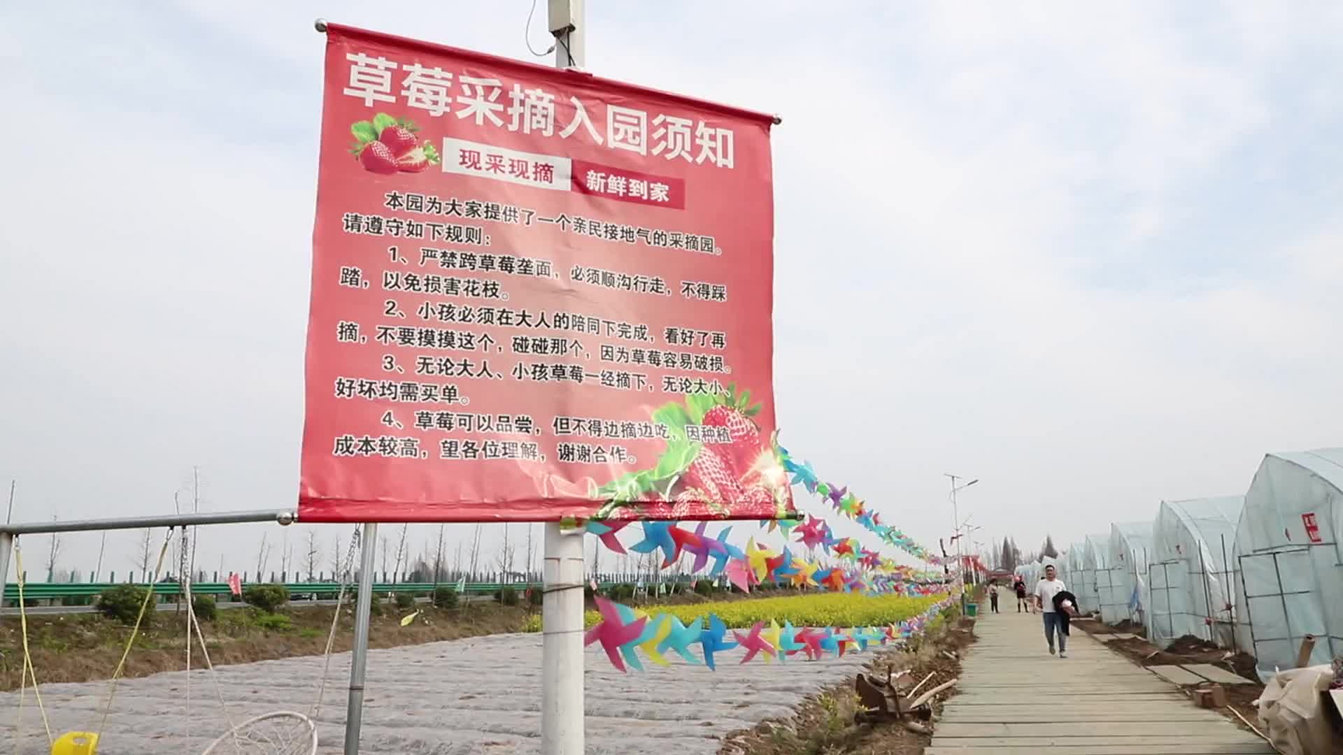 大通湖区:冰雪过后草莓红