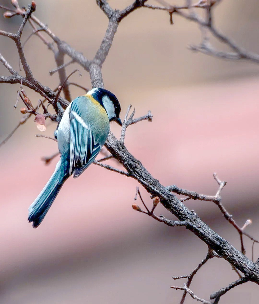 探索远东山雀的奥秘世界