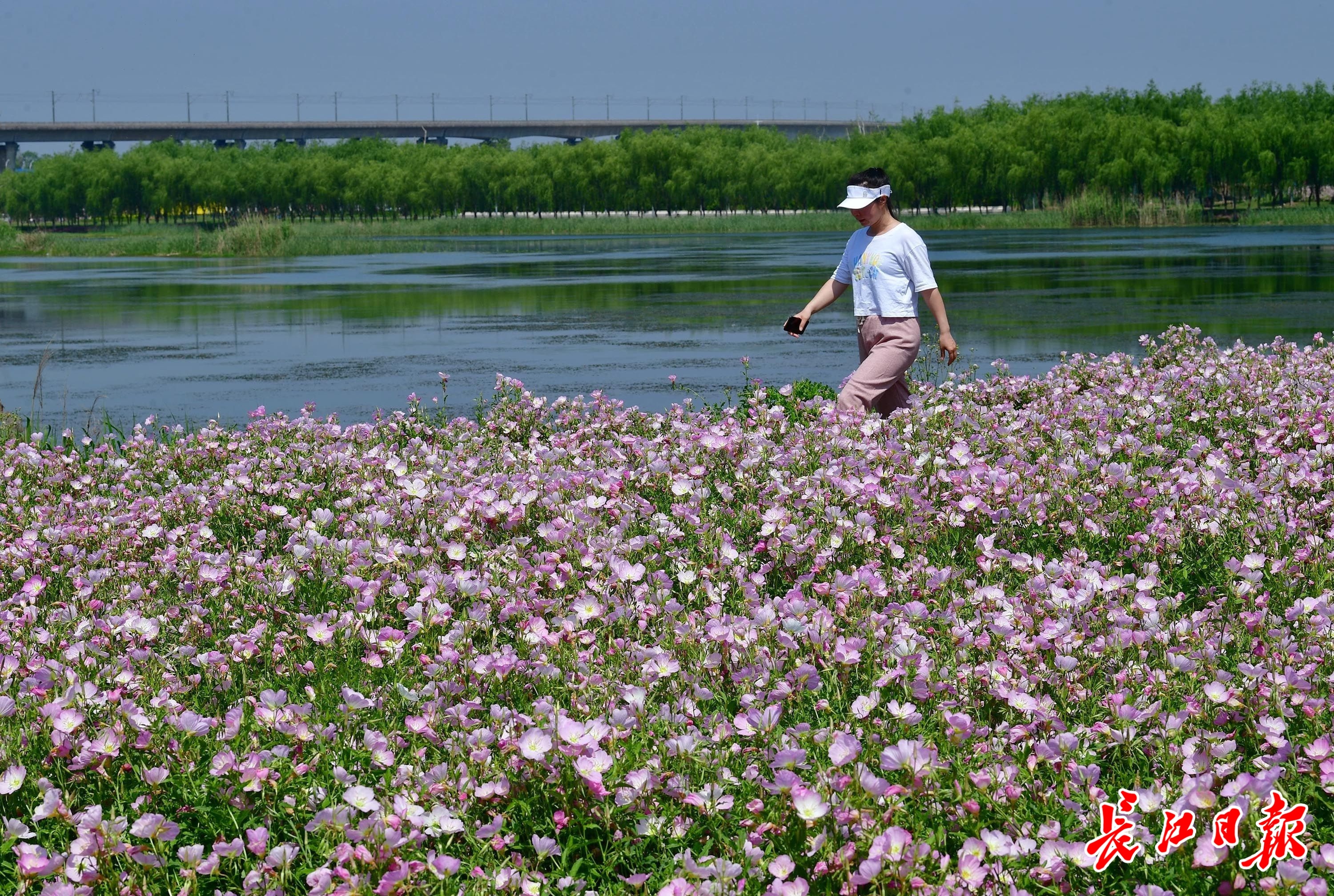 美丽月见草,湖边花海美无边