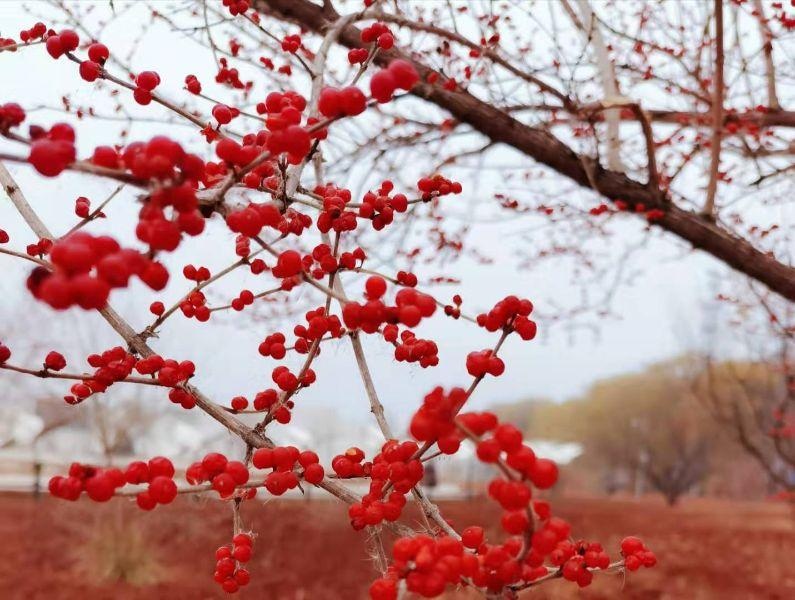 无可比拟的冬日金银木