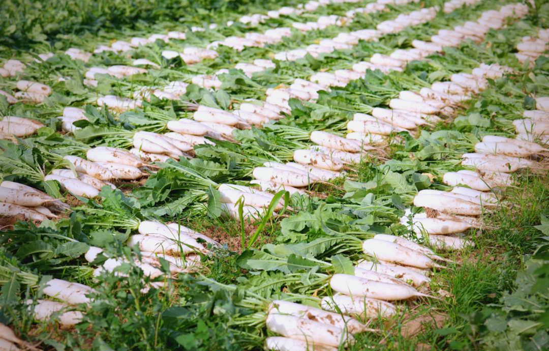 鄂托克前旗城川镇白萝卜丰收,特色种植推动农业发展