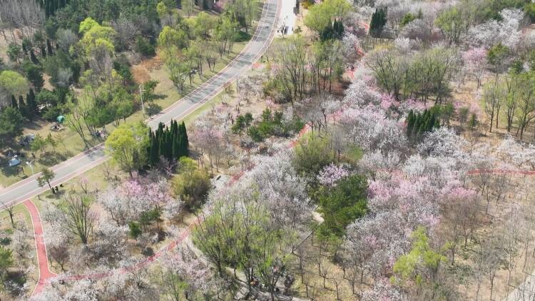 「春来东营」东营植物园百花竞相绽放