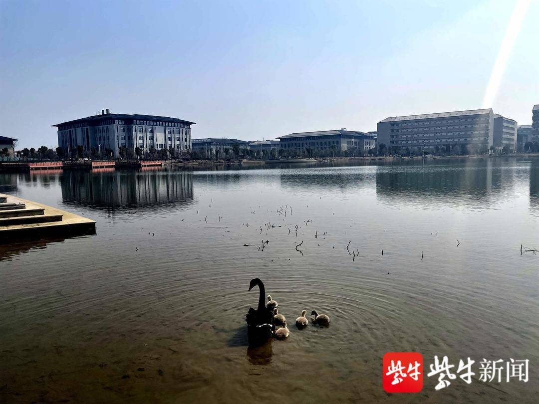 南京师范大学中北学院龙湖诞生了五只黑天鹅宝宝