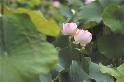 杭州荷花爺爺李志炎