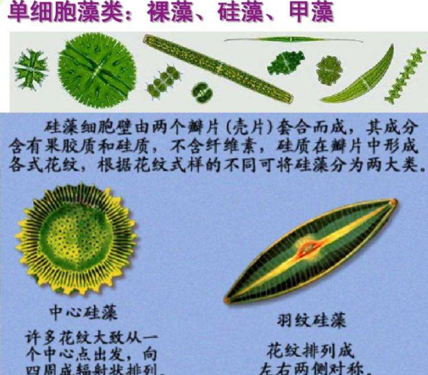 大多数植物果实是甜的,若进化论没错,它们为何不进化得很难吃?