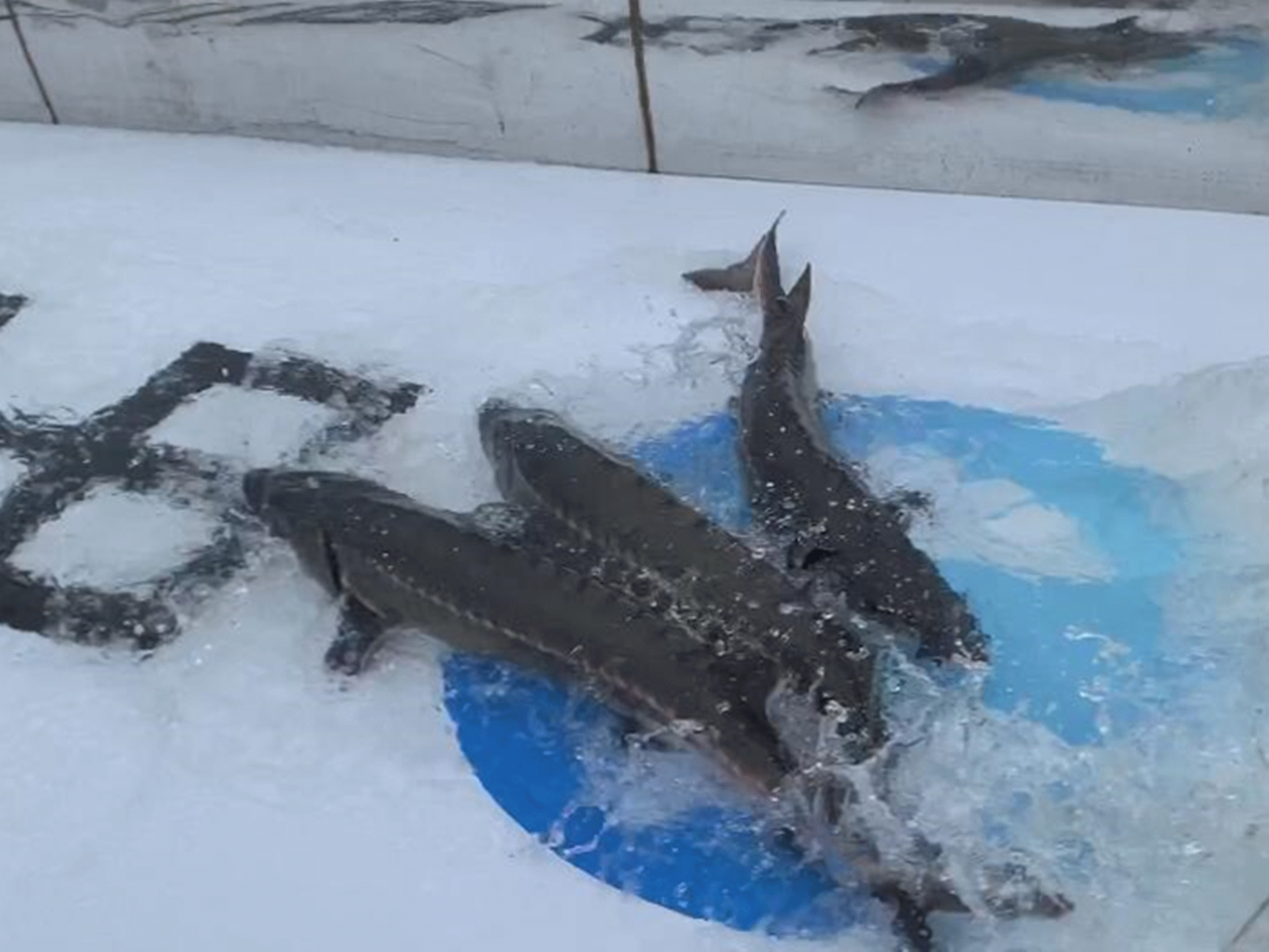 10000尾大规格"子二代"中华鲟从宜昌放归长江