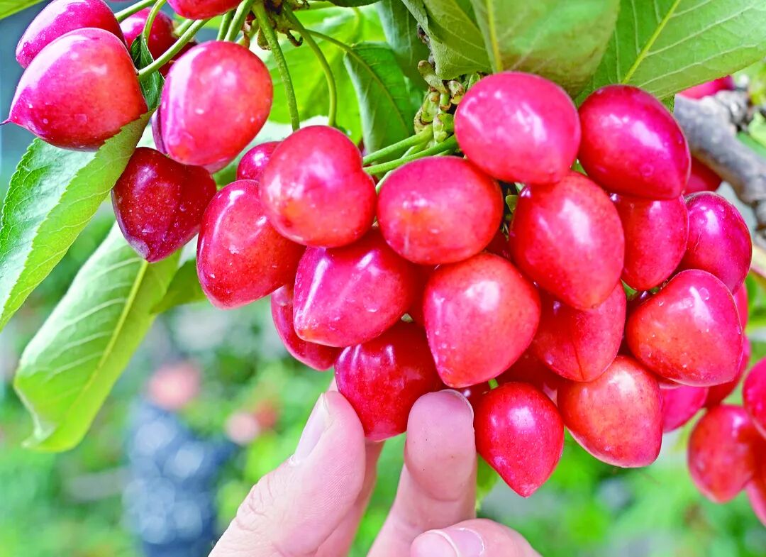 4508266_rbzt_1751468528552 图片